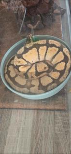 Ball python, Dieren en Toebehoren, Slang, Tam, 0 tot 2 jaar