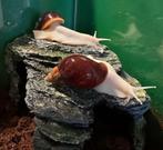 Afrikaanse reuzenslakken white jade., Dieren en Toebehoren, Meerdere dieren