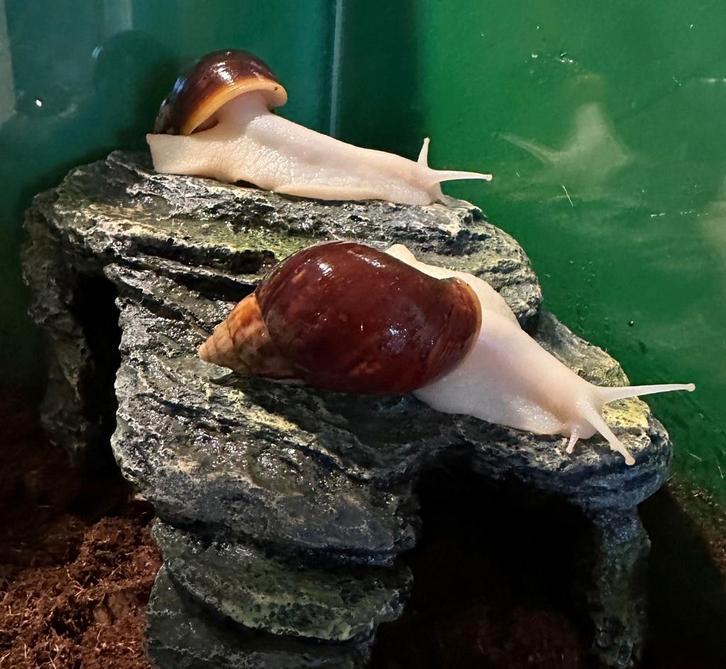 Afrikaanse reuzenslakken white jade., Dieren en Toebehoren, Overige Dieren, Meerdere dieren