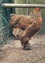 Brahma goudpatrijs hen, voorjaar 2025, Vrouwelijk, Kip