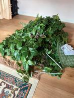 20x Fejka kunstplant ikea, Ophalen, Zo goed als nieuw