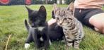3 lieve kittens te koop - poesjes, Dieren en Toebehoren, Katten en Kittens | Overige Katten, Meerdere dieren