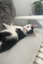 VERMIST €50 beloning, Dieren en Toebehoren, Poes