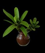Mini bromelia neoregelia pauciflora, Huis en Inrichting, Kamerplanten, Ophalen of Verzenden, Overige soorten, Minder dan 100 cm