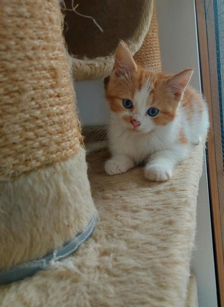 Lieve kruising ragdoll katertjes, Dieren en Toebehoren, Katten en Kittens | Raskatten | Korthaar, Kater, 0 tot 2 jaar, Ontwormd