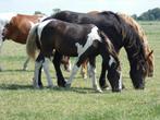 Meerdere paarden en pony's wegens inkrimping, Meerdere dieren, Onbeleerd, Gechipt