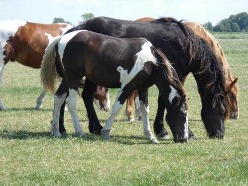 Meerdere paarden en pony's wegens inkrimping, Dieren en Toebehoren, Pony's, Meerdere dieren, Onbeleerd, Gechipt, Ontwormd