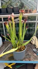 Sarracenia leucophylla hybride, Tuin en Terras, Planten | Tuinplanten, Ophalen, Zomer, Overige soorten, Volle zon