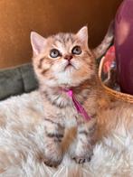 Britse korthaar kittens, Meerdere dieren, Ontwormd