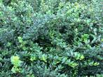 Lonicera nitida (maigrun/elegant), Ophalen, Overige soorten, Haag, Minder dan 100 cm