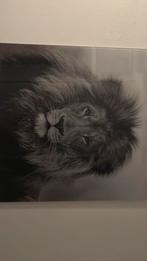 Leeuwen schilderij, Huis en Inrichting, Woonaccessoires | Schilderijen, Tekeningen en Foto's, Ophalen, Zo goed als nieuw, Schilderij