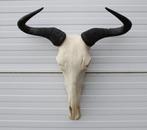 Schedel GNU / WILDEBEEST - met kiezen - gewei (ref. K)