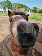 Superlieve shetlander Rita als weidemaatje te koop, Niet van toepassing, A pony (tot 1.17m), 11 jaar of ouder, Recreatiepony