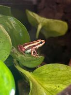 Kweekgroep tricolor, Amfibie