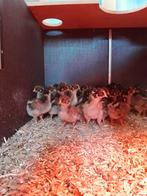 Barnevelders dubbelgezoomd goud groot kuikens hennen gesekst, Dieren en Toebehoren, Pluimvee, Vrouwelijk, Kip