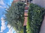 Te koop mooie sierpier boom, Tuin en Terras, Planten | Bomen, Ophalen, Volle zon, Overige soorten