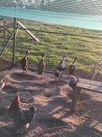 6 eenden te koop, Dieren en Toebehoren, Mannelijk, Eend