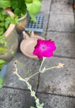 Lychnis Coronaria Prikneus ~ cyclaamkleur fel roze, Vaste plant, Halfschaduw, Zomer, Ophalen