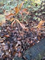 Kastanje's pootgoed, Ophalen of Verzenden, Volle zon, Overige soorten, Minder dan 100 cm