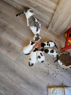 Kittens te koop, Dieren en Toebehoren