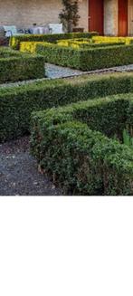 Buxus / heg, Ophalen, Buxus, Minder dan 100 cm