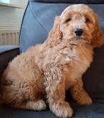 Zeer mooie cockapoo pups, Dieren en Toebehoren, CDV (hondenziekte), 8 tot 15 weken, Meerdere, Meerdere dieren