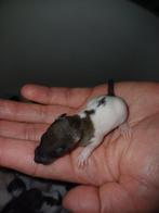 Jonge tamme ratten /ratjes / rittens, Rat, Juni, Meerdere dieren, Tam