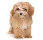 GEZOCHT maltipoo puppy in maart, Dieren en Toebehoren, Rabiës (hondsdolheid), 15 weken tot 1 jaar, Overige rassen, Teef