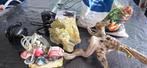 Kleine Aquarium, Dieren en Toebehoren, Ophalen, Gebruikt, Leeg aquarium