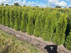 Thuja smaragd. Coniferen. Haag coniferen, Ophalen of Verzenden, Conifeer, 100 tot 250 cm