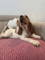 Engelse Cocker Spaniël pups klaar om te verhuizen!, Dieren en Toebehoren, België, Fokker | Hobbymatig, 8 tot 15 weken, Meerdere
