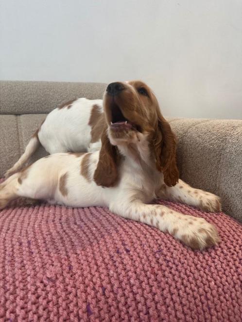 Engelse Cocker Spaniël pups klaar om te verhuizen!, Dieren en Toebehoren, Honden | Retrievers, Spaniëls en Waterhonden, Meerdere dieren