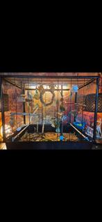 Parkieten + complete kooi, Dieren en Toebehoren, Vogels | Parkieten en Papegaaien, Meerdere dieren, Parkiet