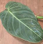 Philodendron Melanochrysum, Huis en Inrichting, Kamerplanten, Ophalen of Verzenden, Halfschaduw, Minder dan 100 cm
