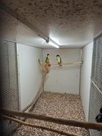 1-1 Zwartkopcaique 2018-2019 bewezen. Compleet, Meerdere dieren, Papegaai, Geringd