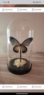Geprepareerde vlinder, Ophalen, Nieuw, Insect, Opgezet dier