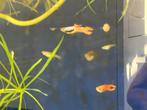 Kweekgroep Red Scarlet guppen, Dieren en Toebehoren, Vissen | Aquariumvissen, Zoetwatervis, Vis