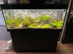 Juwel rio 240 liter compleet aquarium, Ophalen, Zo goed als nieuw, Gevuld zoetwateraquarium