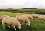 gezocht, grasland voor tijdelijke begrazing, Dieren en Toebehoren, Weidegang