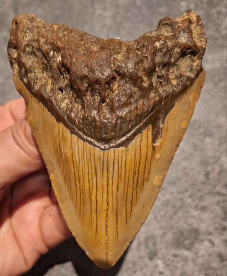 NICE!	MEGALODON TAND USA	115	gr	10.3x7.3x1.9	cm, Verzamelen, Mineralen en Fossielen, Fossiel, Ophalen of Verzenden