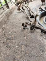 Loopeenden, Dieren en Toebehoren, Meerdere dieren, Eend