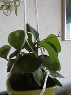 Binnen plant, Ophalen, Overige soorten, Minder dan 100 cm