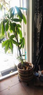 Geldboom aka Henk  plant, Huis en Inrichting, Kamerplanten, Ophalen, Overige soorten, Minder dan 100 cm