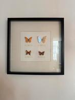 Echte opgezette vlinder schilderij, Huis en Inrichting, Ophalen, 50 tot 75 cm, Nieuw, 50 tot 75 cm