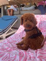 Oppas gezocht voor Nala (hondje 1.5 jaar)