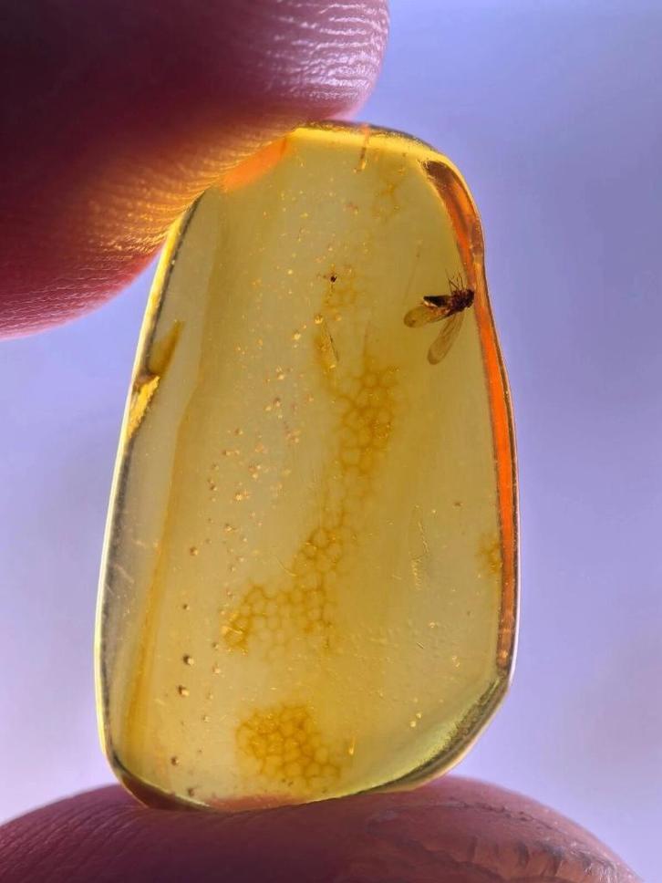 Birmees Amber (E2) met insluiting van onbekende vliegsoort., Verzamelen, Mineralen en Fossielen, Fossiel, Verzenden
