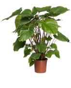 GEZOCHT: homalomena rubescens Maggy stek, Ophalen of Verzenden, Overige soorten, Volle zon