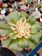 Aeonium blossom variegated 18 cm, Ophalen of Verzenden, Volle zon, Minder dan 100 cm