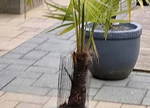 GRATIS !!! MOOIE GRIJZE TEGELS, Tuin en Terras, Tegels en Klinkers, Gebruikt, Terrastegels, Beton, 10 m² of meer, Ophalen