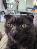 Lieve Skotis Folk kitten zoekt warm nieuw thuis, Dieren en Toebehoren, Poes